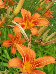 Preview wallpaper lilies, flowers, flowing, fresh herbs, flowerbed