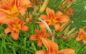 Preview wallpaper lilies, flowers, flowing, fresh herbs, flowerbed