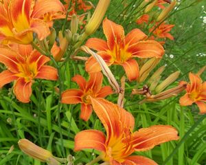 Preview wallpaper lilies, flowers, flowing, fresh herbs, flowerbed