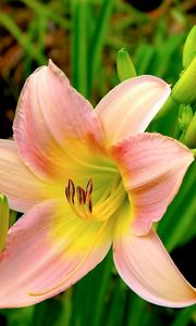 Preview wallpaper lilies, flowers, garden, herbs, buds, stamens