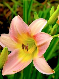 Preview wallpaper lilies, flowers, garden, herbs, buds, stamens