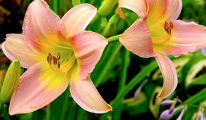 Preview wallpaper lilies, flowers, garden, herbs, buds, stamens