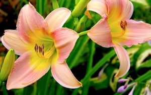 Preview wallpaper lilies, flowers, garden, herbs, buds, stamens