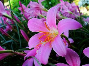 Preview wallpaper lilies, flowers, garden, herbs, stamens