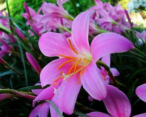 Preview wallpaper lilies, flowers, garden, herbs, stamens