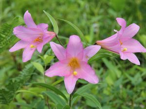 Preview wallpaper lilies, flowers, garden, green, blur