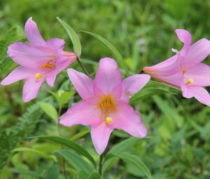 Preview wallpaper lilies, flowers, garden, green, blur