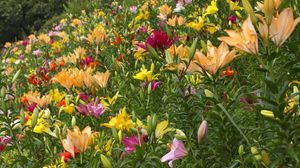 Preview wallpaper lilies, flowers, greenery, diversity, many