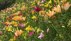 Preview wallpaper lilies, flowers, greenery, diversity, many