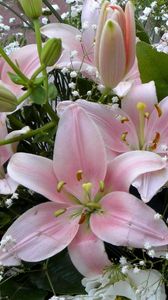 Preview wallpaper lilies, flowers, gypsophila, bouquet, buds