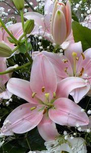 Preview wallpaper lilies, flowers, gypsophila, bouquet, buds