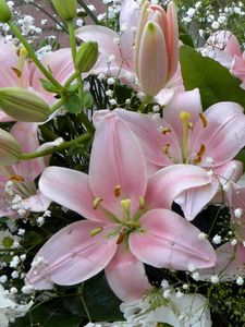 Preview wallpaper lilies, flowers, gypsophila, bouquet, buds