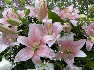 Preview wallpaper lilies, flowers, gypsophila, bouquet, buds