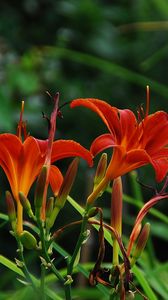 Preview wallpaper lilies, flowers, herbs, flowerbed, garden