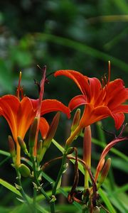 Preview wallpaper lilies, flowers, herbs, flowerbed, garden