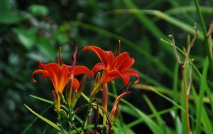 Preview wallpaper lilies, flowers, herbs, flowerbed, garden