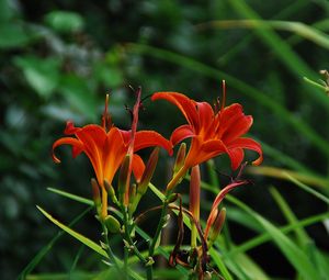 Preview wallpaper lilies, flowers, herbs, flowerbed, garden