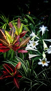 Preview wallpaper lilies, flowers, leaves, plants