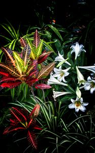 Preview wallpaper lilies, flowers, leaves, plants