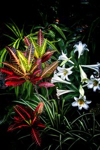 Preview wallpaper lilies, flowers, leaves, plants