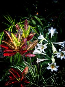 Preview wallpaper lilies, flowers, leaves, plants