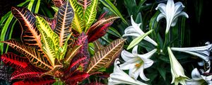 Preview wallpaper lilies, flowers, leaves, plants