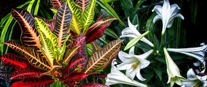 Preview wallpaper lilies, flowers, leaves, plants
