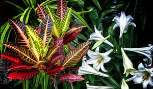 Preview wallpaper lilies, flowers, leaves, plants