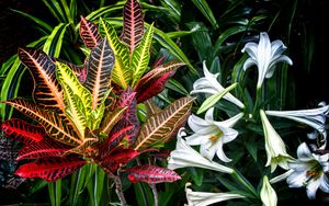 Preview wallpaper lilies, flowers, leaves, plants