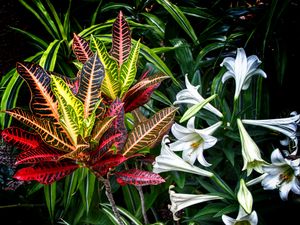 Preview wallpaper lilies, flowers, leaves, plants