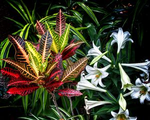Preview wallpaper lilies, flowers, leaves, plants