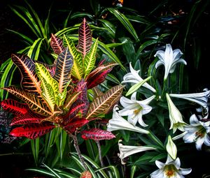 Preview wallpaper lilies, flowers, leaves, plants