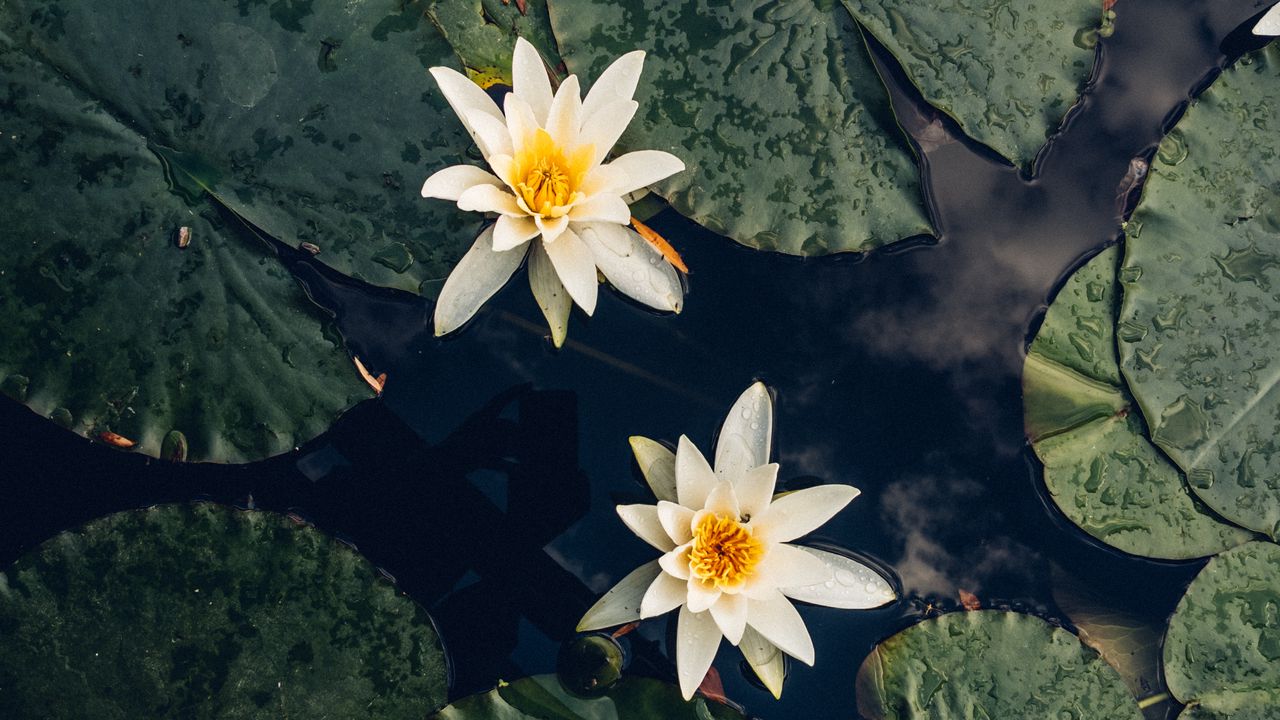 Wallpaper lilies, flowers, leaves, water, macro