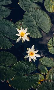 Preview wallpaper lilies, flowers, leaves, water, macro