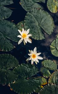 Preview wallpaper lilies, flowers, leaves, water, macro
