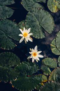 Preview wallpaper lilies, flowers, leaves, water, macro