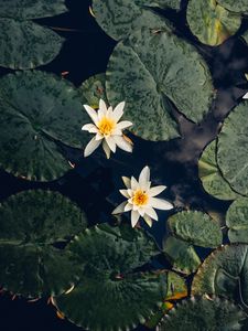 Preview wallpaper lilies, flowers, leaves, water, macro