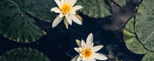 Preview wallpaper lilies, flowers, leaves, water, macro