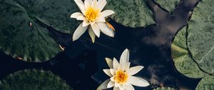Preview wallpaper lilies, flowers, leaves, water, macro
