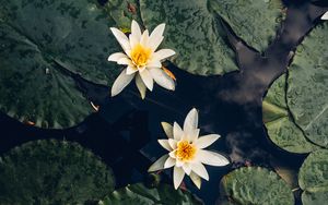 Preview wallpaper lilies, flowers, leaves, water, macro