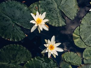 Preview wallpaper lilies, flowers, leaves, water, macro