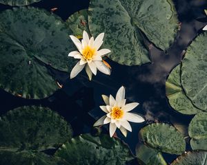 Preview wallpaper lilies, flowers, leaves, water, macro