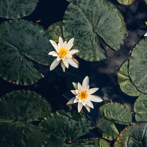 Preview wallpaper lilies, flowers, leaves, water, macro