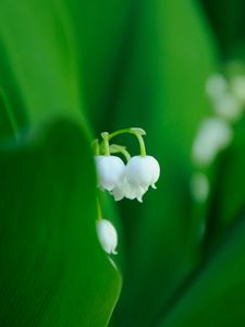 Preview wallpaper lilies, flowers, leaves, grass, plant