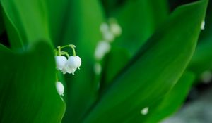 Preview wallpaper lilies, flowers, leaves, grass, plant