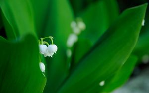 Preview wallpaper lilies, flowers, leaves, grass, plant