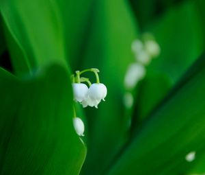 Preview wallpaper lilies, flowers, leaves, grass, plant