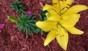 Preview wallpaper lilies, flowers, loose, yellow, flowerbed, fertilizer, drop, freshness