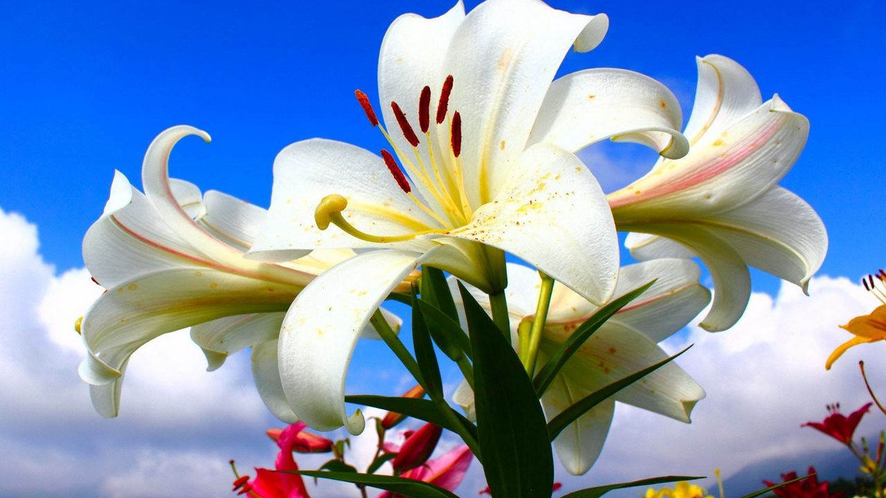 Wallpaper lilies, flowers, lots, sky, clouds, sunny, mood