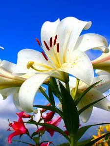 Preview wallpaper lilies, flowers, lots, sky, clouds, sunny, mood